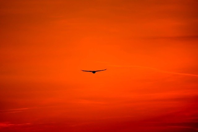 夕陽に向かって飛ぶ鷹の画像