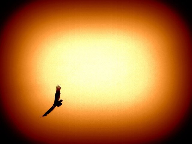夕日の中を飛ぶ鷹の画像