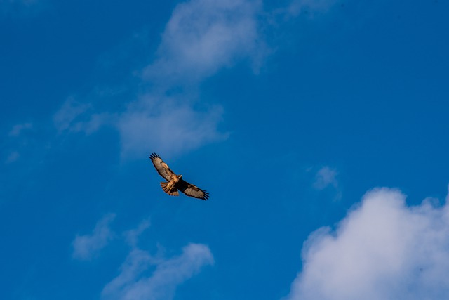 青空に翼を広げて飛ぶ鷹の画像
