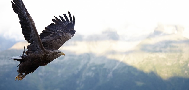 氷山を高く飛んでいく鷹の画像